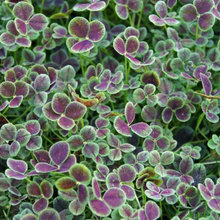 Backyard Plant Ideas