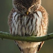 Vernon Silvera's photo