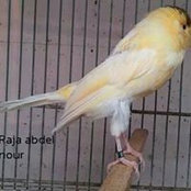 مأمون سعادهs foto