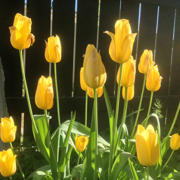 Yellow tulips with black fence backdrop