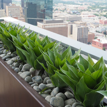 UV rated outdoor Agave plants on high-rise balcony