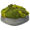 Large Moss In Newport Bowl