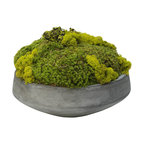 Large Moss In Newport Bowl