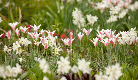 Jetzt Blumenzwiebeln pflanzen – für den Blütenrausch im Frühling!