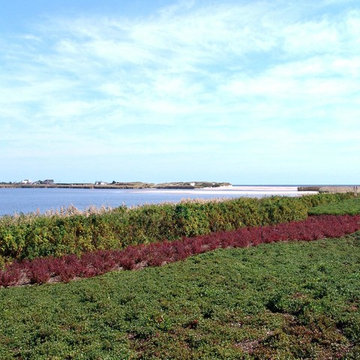 Quogue Residence - Wetland Creation