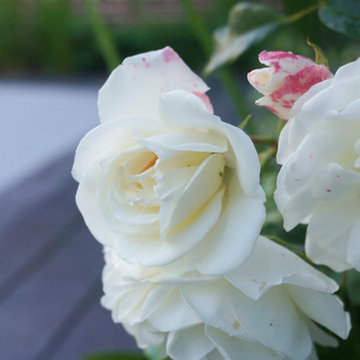 Maidstone - Relaxing Courtyard Garden