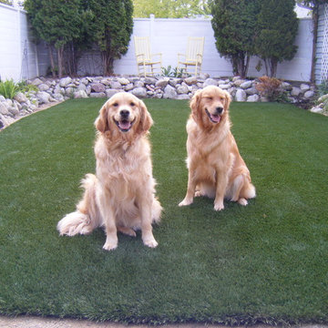 Dog Yards