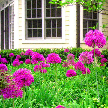Allium