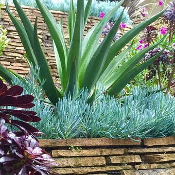 The Dry Garden