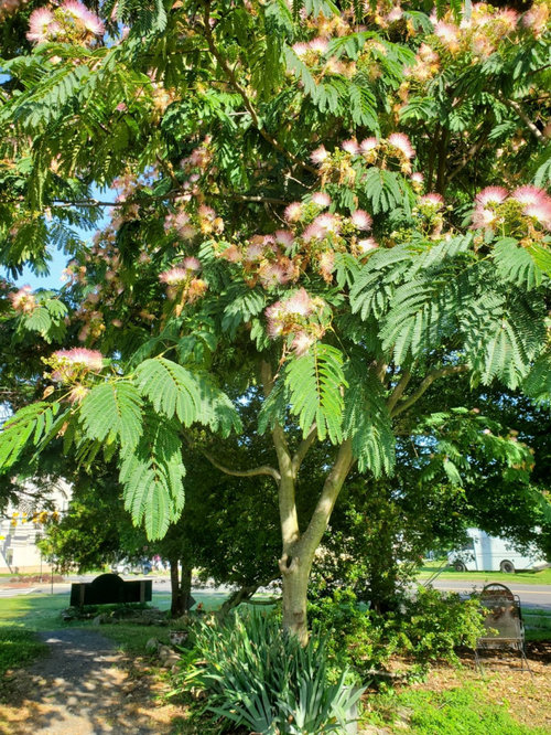 Tree blooming now in VA