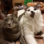 Melina Afzal Haffezi's photo