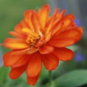 Rhonda Proffer Anderson's photo
