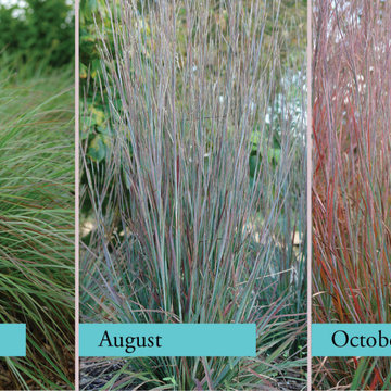 Schizachyrium scoparium 'Standing Ovation'