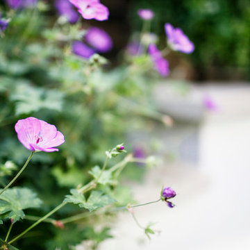 Garden || Islington