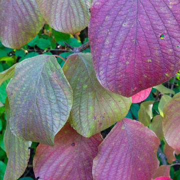 Roundleaf Dogwood