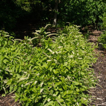 Plants for Wet Soil
