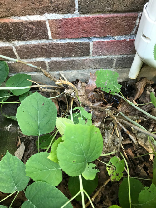 How to safely move an old old hydrangea bush?