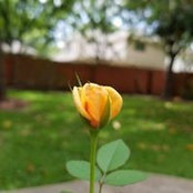 Samiha Azra's photo