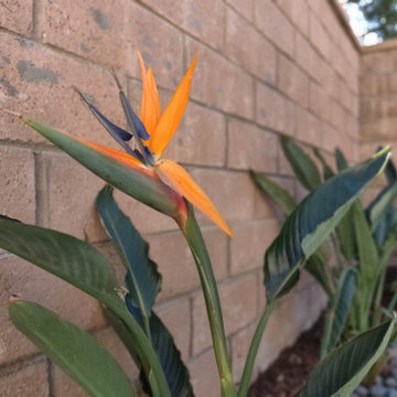 Plant Close up