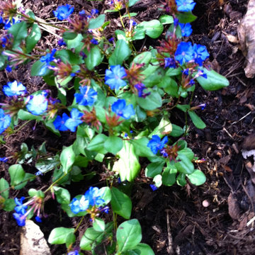 Northern Albemarle County, VA: Deer Out, People & Plants In