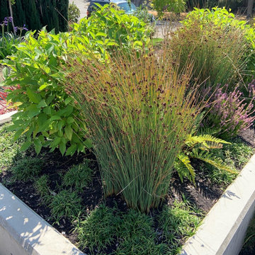 Juncus grass as part of Bio retention planter