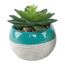 plants