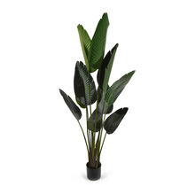 Plants