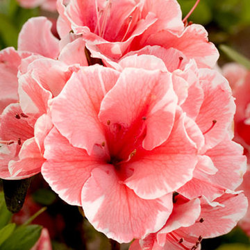 Encore Azalea Autumn Sunburst™