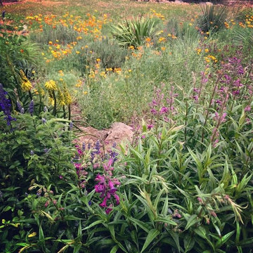 Sonoma County Garden
