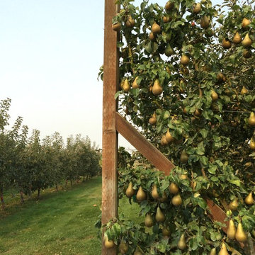 G A R D E N - The Edible Garden