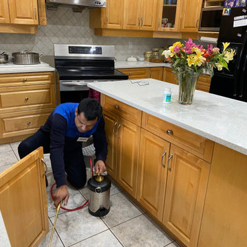 Pest Control in Vancouver