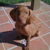Cal Bundys foto