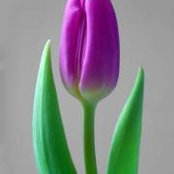 Foto von Carol Mason
