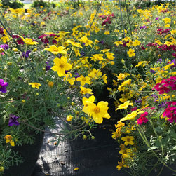 Current Featured Plants - Products