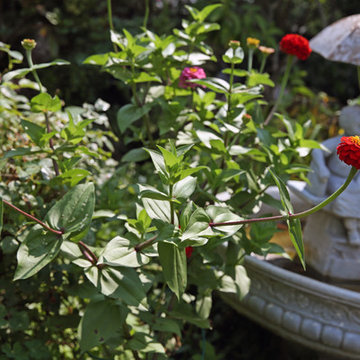 Zinnia