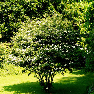 Blumenhartriegel