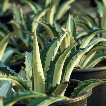 Nursery Stock