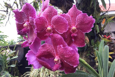Orchids of the Philippine Island (Catalog #Four} - Going on Sale Summer of 2020)
