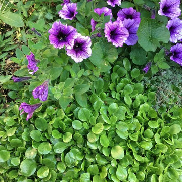 Great Plant Combos