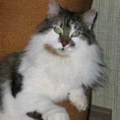 Carol Plesa's photo