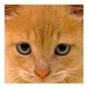 Orange Buddy's photo