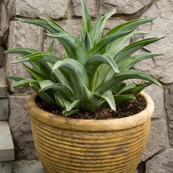 Dwarf Agave - Plants