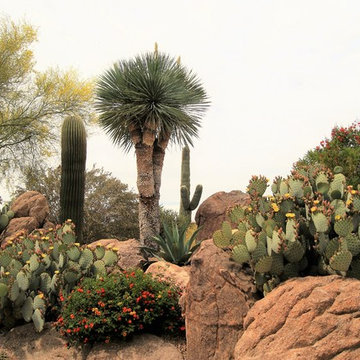 Desert Landscapes