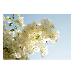 American Wallpaper & Design - Cherry Blossom Mural Wallpaper - Wall Decals
