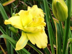 Older Daylilies (1990 Or Earlier)