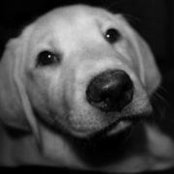 Pam Mayers foto