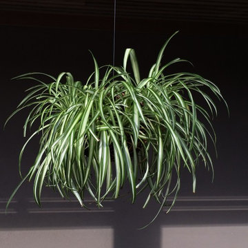 Plant sculptures