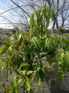 Mango Blossoms WOW! - Under the Mango TreeUnder the Mango Tree