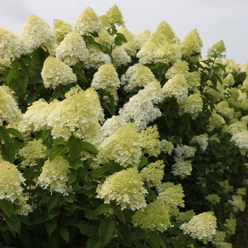 Whitmores Tree Farm