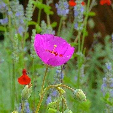 Favorite Plants and Plant Combinations